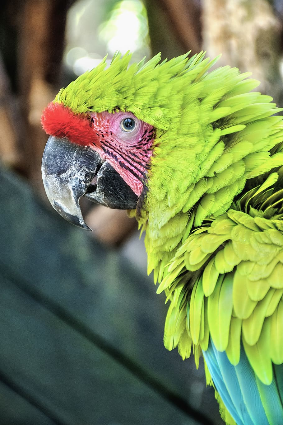 macaw, parrot bird, pet, life, wild, nature, animal, tropical bird, exotic bird, bird