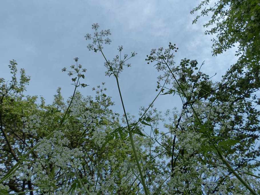 Cow Parsley, Blossom, Bloom, Sky, Top, sky, top, white, meadow, wild temulum, anthriscus sylvestris