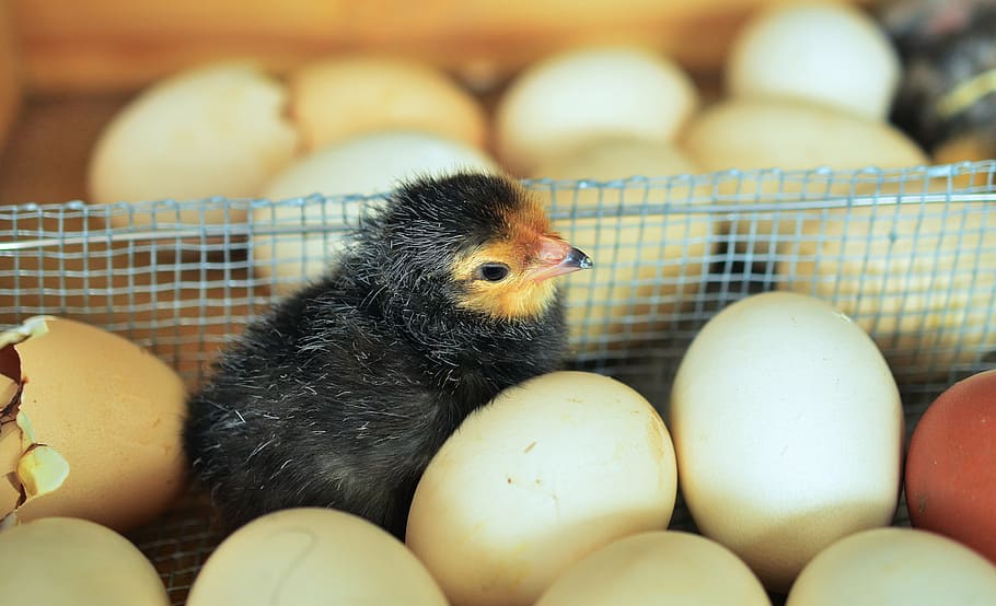 black chick, chicks, egg, hatched, eggshell, chicken, shell, young animal, hatch, breed