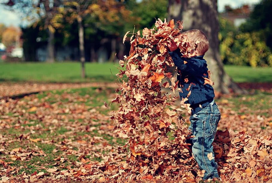 hojas, otoño, chico, niño, jugando, diversión, naturaleza, al aire libre, sol, parque