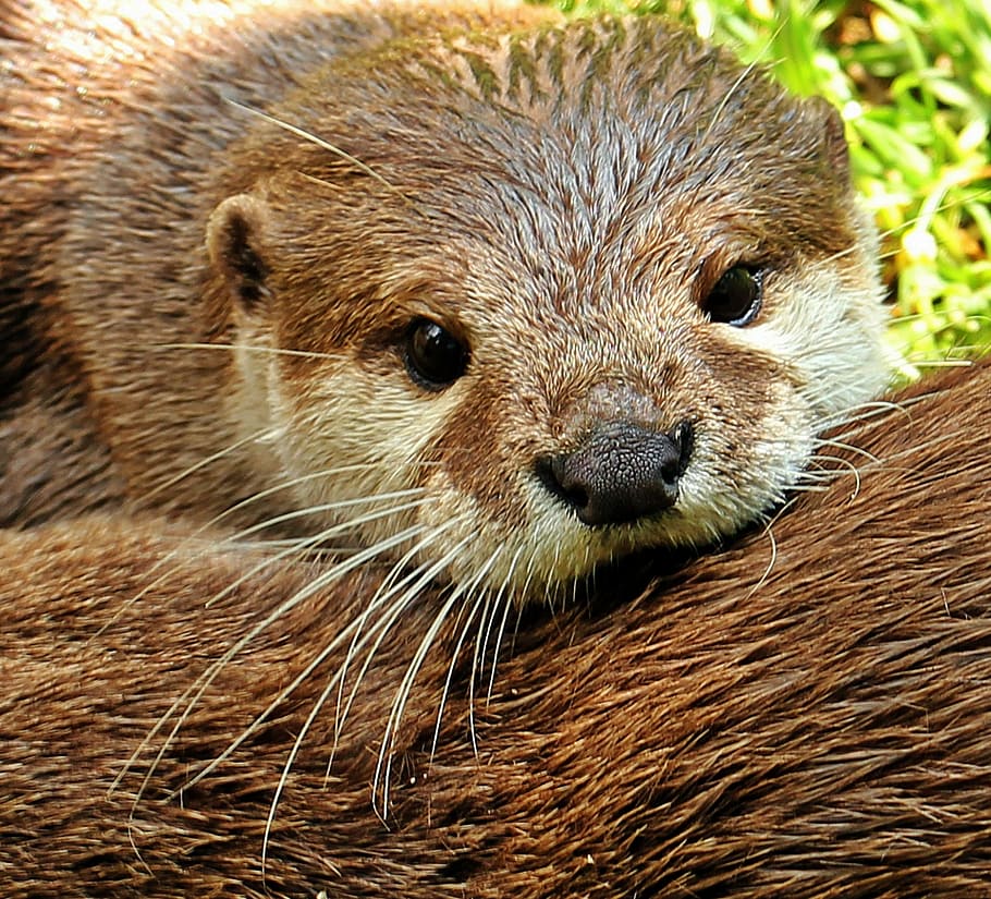 brown, animal, daytime, otter, otter-baby, otter baby, nature, wildlife photography, wild animals, animal world
