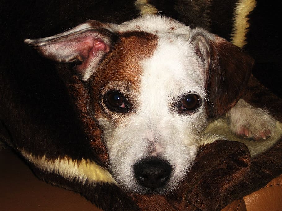 jack russel, doce, querido, cachorro pequeno, animal de estimação, pequeno híbrido, focinho, terrier, knuffig, retrato