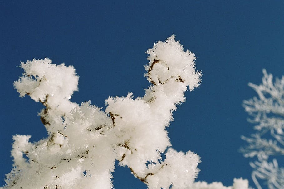hoarfrost, solid precipitation, bizarre shapes, ripe, raufrost, scan kb dia, sky, white color, beauty in nature, nature