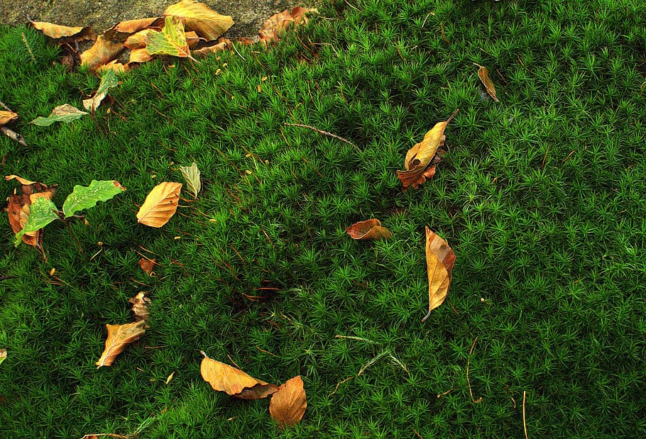 moss, moss forest, green, foliage, dry leaves, autumn, substrate, undergrowth, fallen, forest litter