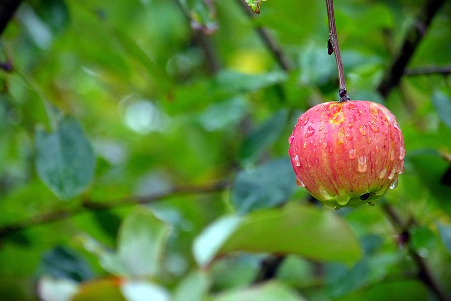 manzana, cosecha, otoño, rojo, lluvia, gota de agua, delicioso, frutas, huerto de manzanas, bio