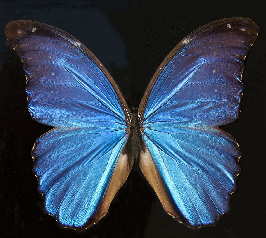 morpho butterfly, butterfly, exotic, south america, amazon, iridescent, scale, wing scales, turquoise, blue