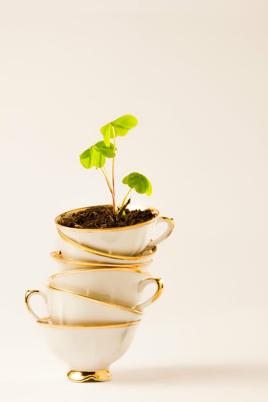 green, leaf plant, white, ceramic, teacups, tea, cup, plant, four-leaf clover, studio shot
