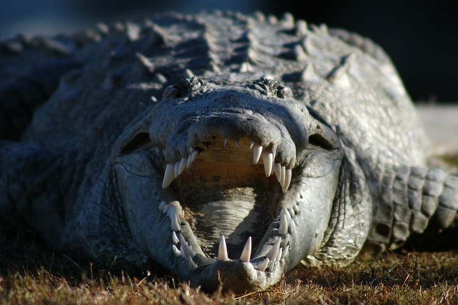 crocodilo, boca, selvagem, anfíbio, tímido, recluso, predador, dentes, mandíbulas, olhos