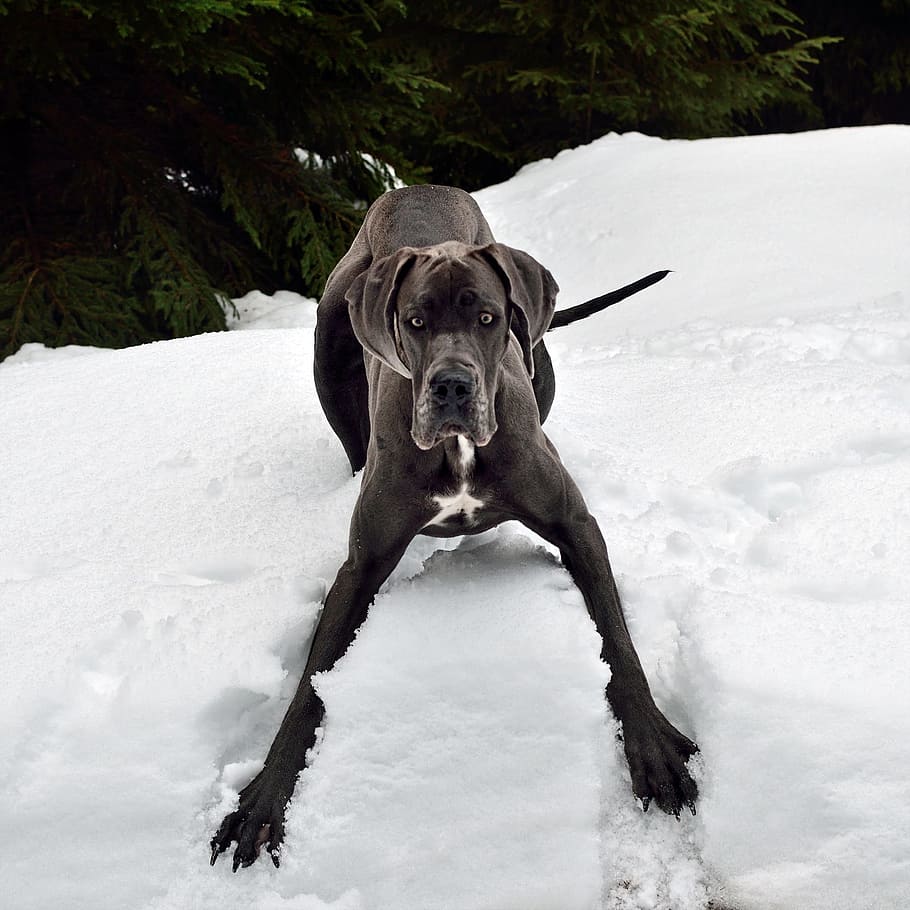 foto de primer plano, adulto, negro, gran, danés, campo de nieve, gran danés, perro, nieve, un animal