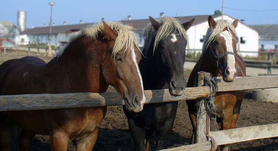 Horses, Mares, Stallions, Herd, horse, domestic animals, livestock, animal themes, mammal, ranch