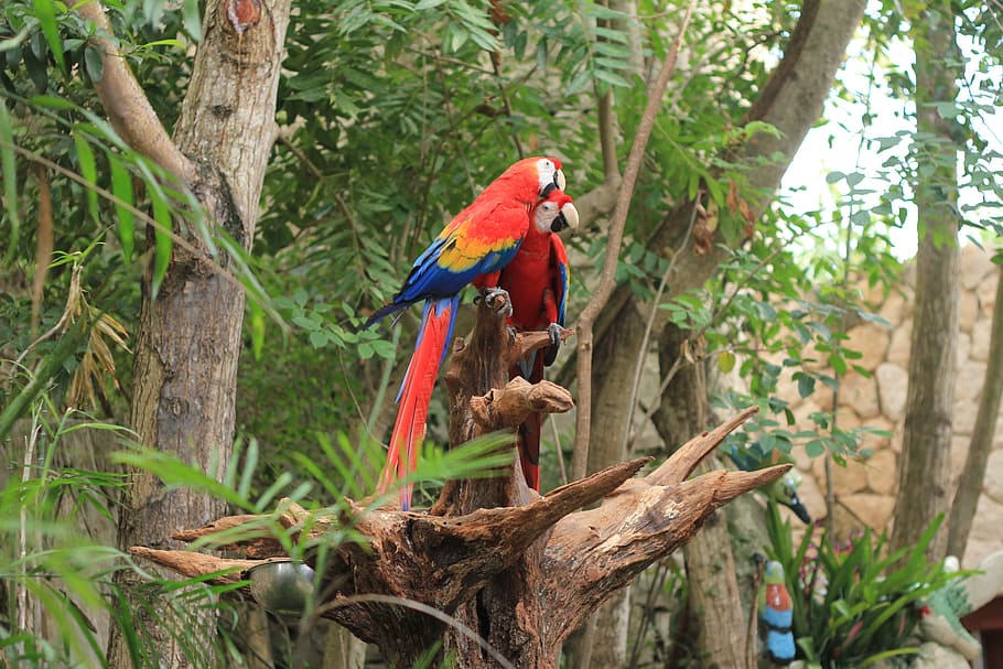 two red birds, parrot, scarlet macaw, ave, macaw, bird, zoo, nature, exotic bird, pen