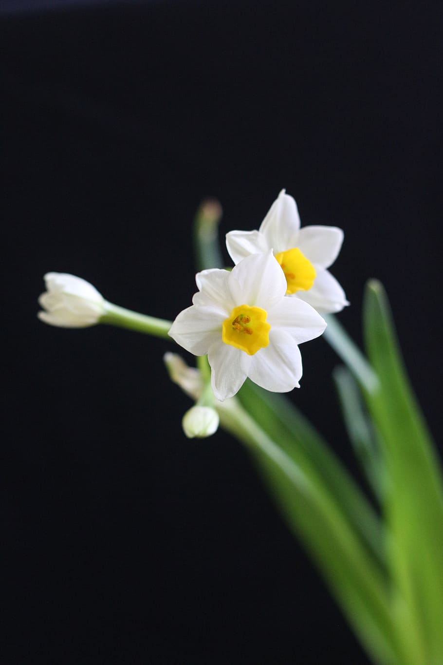 narcissus, white, chinese new year, flowering plant, flower, vulnerability, fragility, plant, petal, freshness