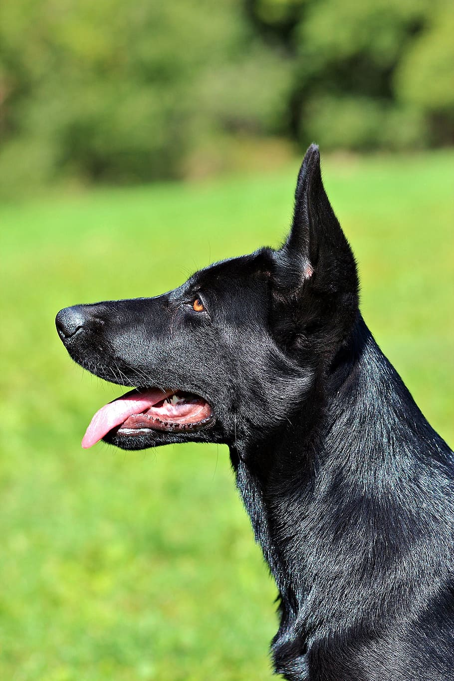 close-up photography, adult, solid, black, german shepherd, black german shepherd, puppy, dog, head, beauty