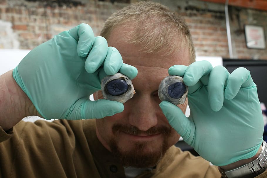 dissection, cow, science, biology, man, eye, gloves, funny, headshot, occupation