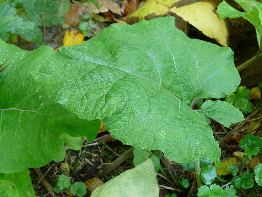Burdock, Leaf, great burdock, large, green, autumn, arctium lappa, flowering, composites, asteraceae