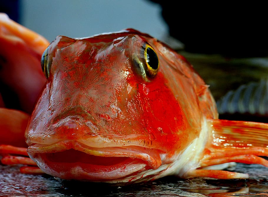 Mr, Red, Gurnard, red fish, close-up, food and drink, food, animal, vertebrate, fish