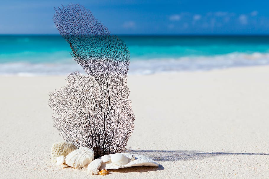 black, white, coral, beach, selective, focus photo, caribbean, blue, beauty, concept