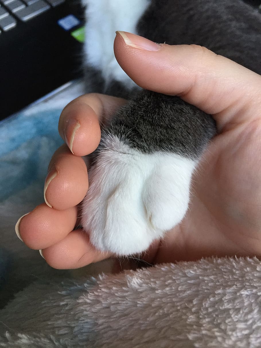 cat, grey cat, cat paw, animal, paw, feline, cute, fur, pet, domestic