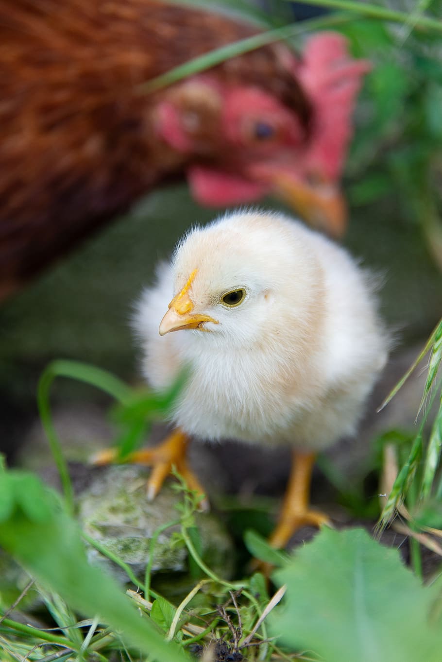 easter, chick, spring, chicken, yellow, poultry, fluffy, bird, egg, baby