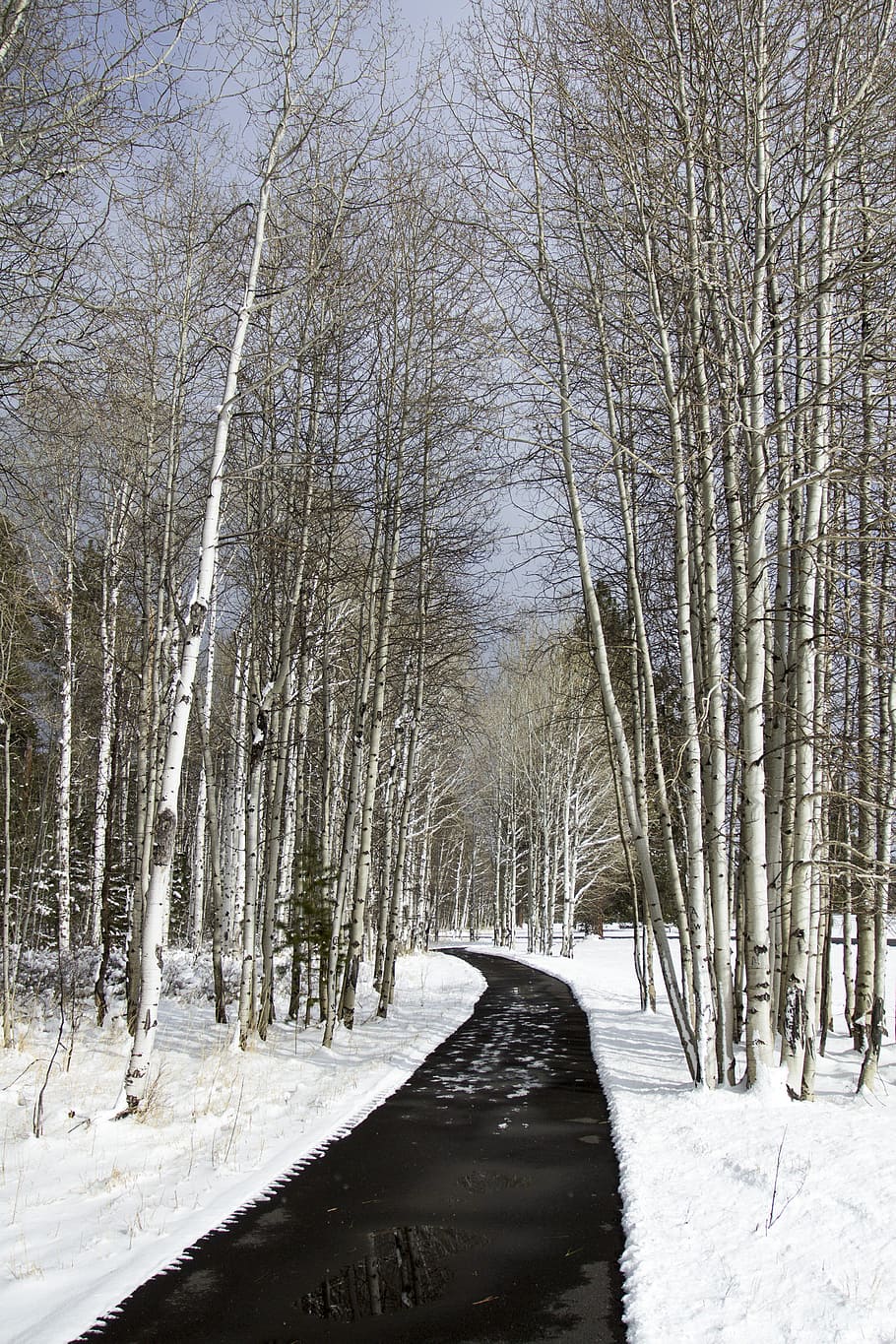 road, leafless, trees, snow, cold temperature, winter, tree, bare tree, plant, tranquility