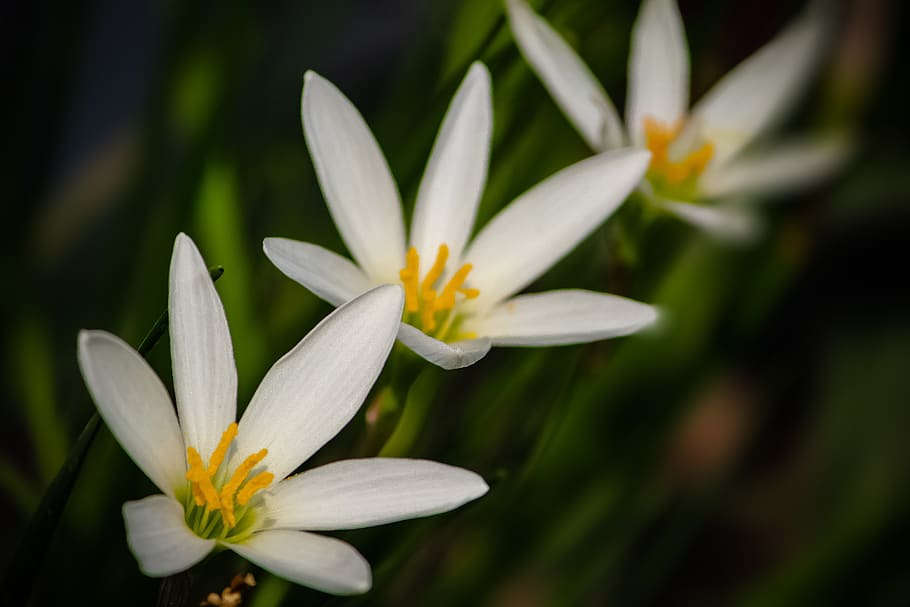 lirio blanco, lirio, flor, naturaleza, blanco, florecer, planta, verde,  flora, botánica | Pxfuel