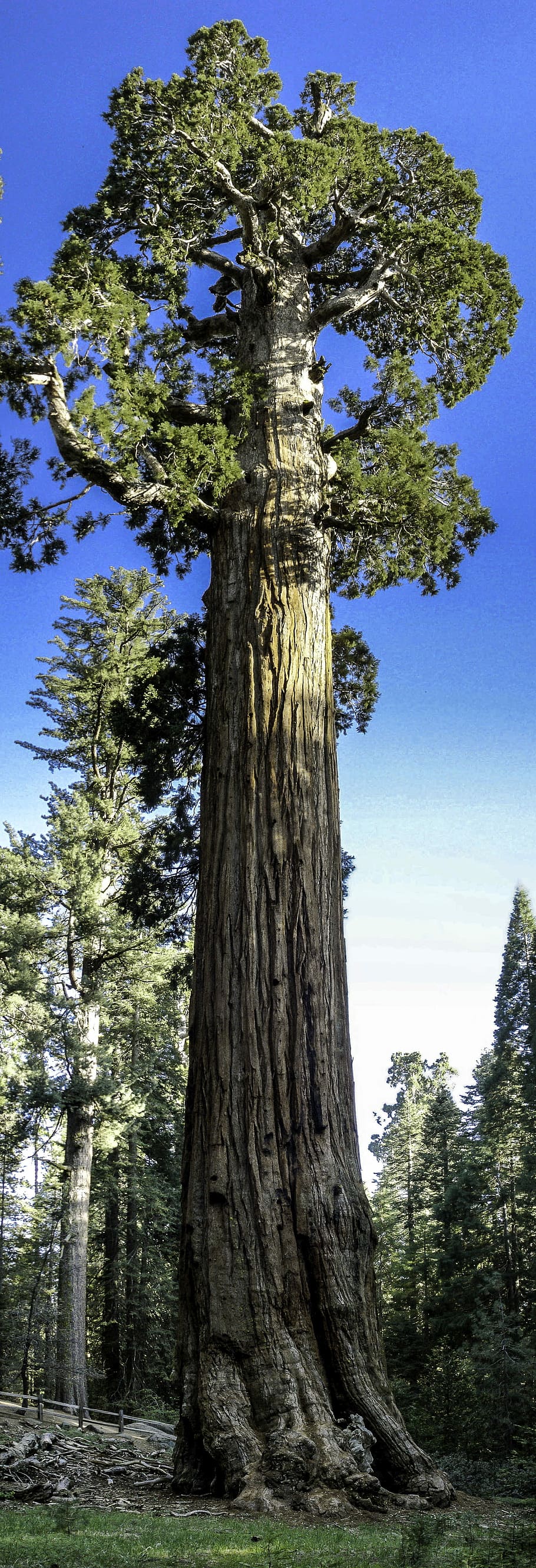 general, árbol de concesión, rey, cañón, nacional, parque, árbol general de Grant, King's Canyon, parque nacional, California
