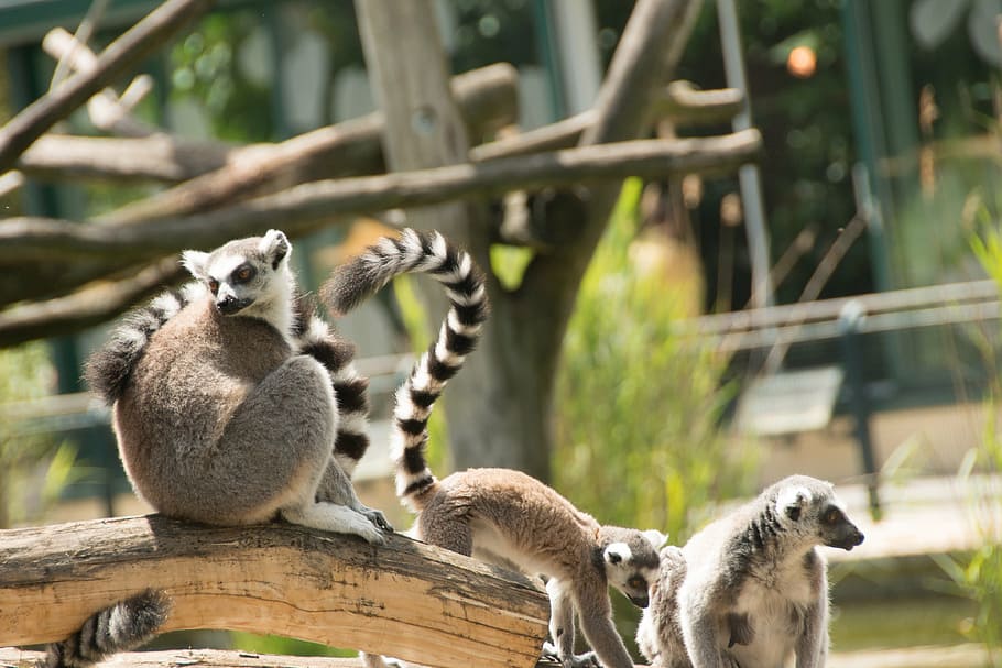 ring tailed lemur, eye, lemur catta, face, madagascar, zoo, striped, animal, lemur, black and white