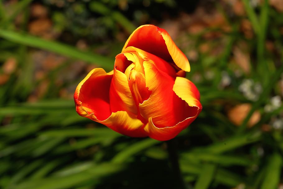 tulipa, flor, florescer, primavera, planta, início da floração, amarelo alaranjado, fechar, flor da primavera, natureza