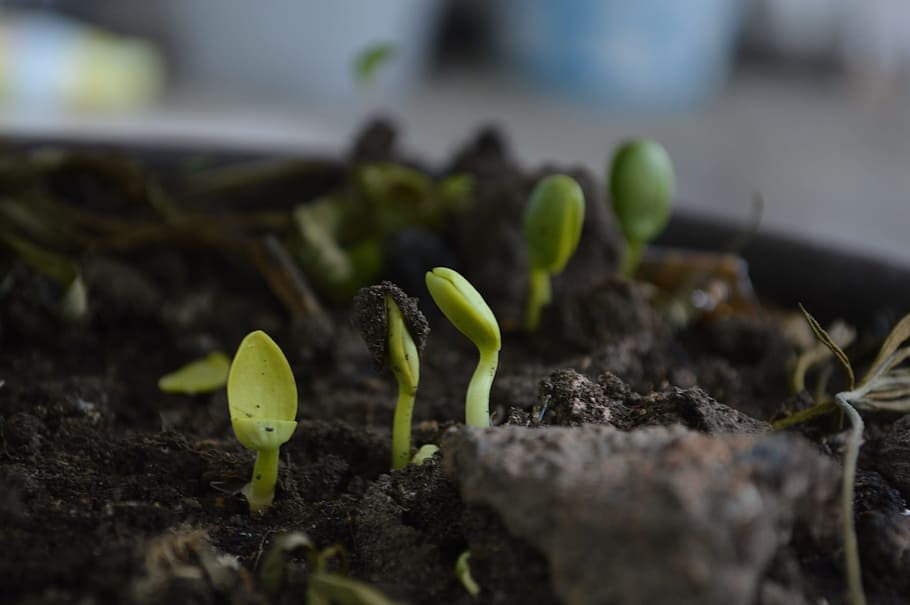 green sprouts, grown up, born, earth, nature, soil, moisture, agriculture, compost, beginnings