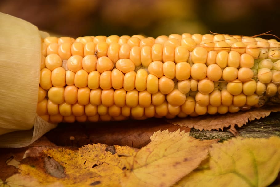 Corn, Fresh, Frisch, Food, fresh corn, agriculture, nature, autumn, harvest, yellow