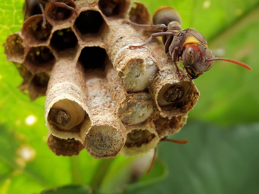 ropalidia, paper wasp, nest, larvae, insects, outdoor, pollination, photography, workers, watching