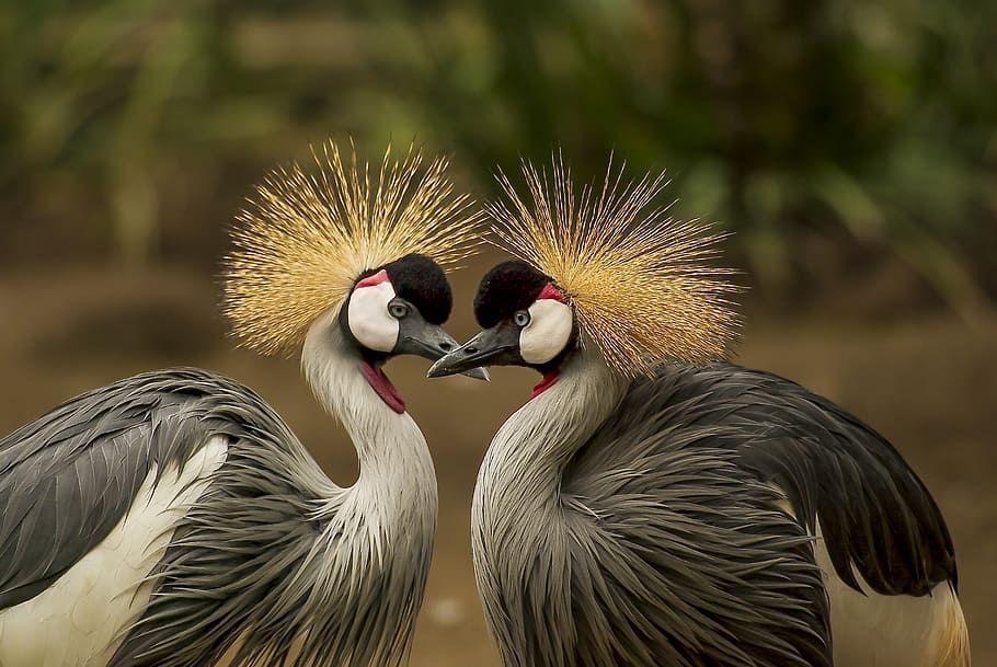 selective-focus, gray, gray-crowned cranes, grey crowned crane, bird, crane, animal, animal world, headdress, birds
