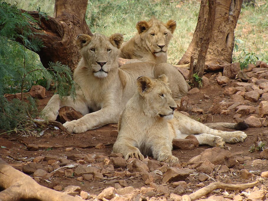 herd, lioness seating, trees, lions, females, predator, mammal, animal wildlife, animals in the wild, animal