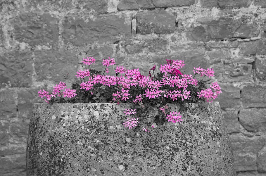 pink, phlox flowers, gray, concrete, planter, wall, grey, flowers, petal, blossom