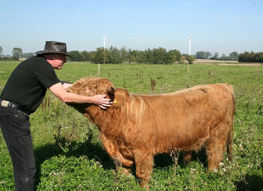 touro, gado escocês das montanhas, amor, agricultura, fazenda, vaca, gado, agricultor, rural Cena, campo