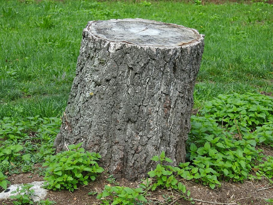log, tree stump, reported, nature, tree, plant, green color, grass, growth, day