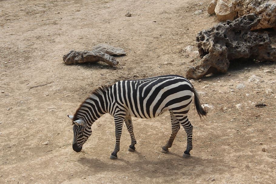 zebra, the biblical zoo, animals, animal themes, animal, animal wildlife, animals in the wild, mammal, striped, vertebrate