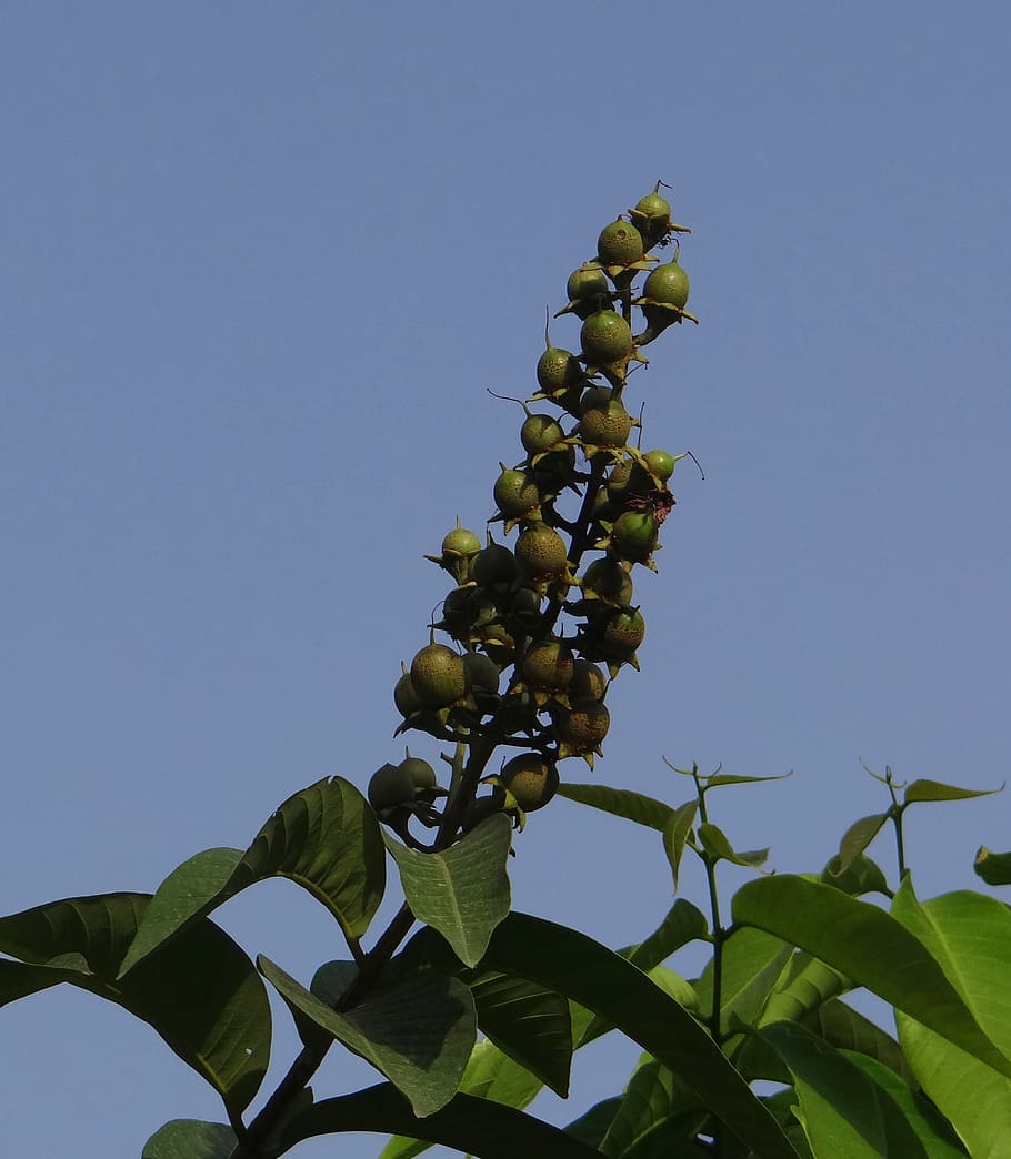 lagerstroemia speciosa, giant crape-myrtle, queen's crape-myrtle, jarul, fruit, india, sky, leaf, plant part, plant