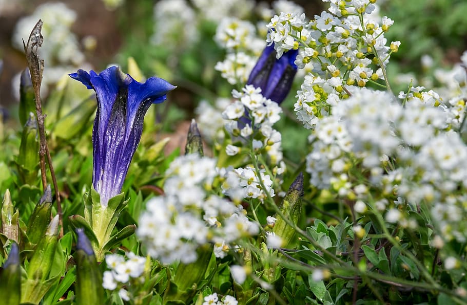 blue, gentian flowers, white, cluster flowers, closeup, photography, gentian, flower, blossom, bloom