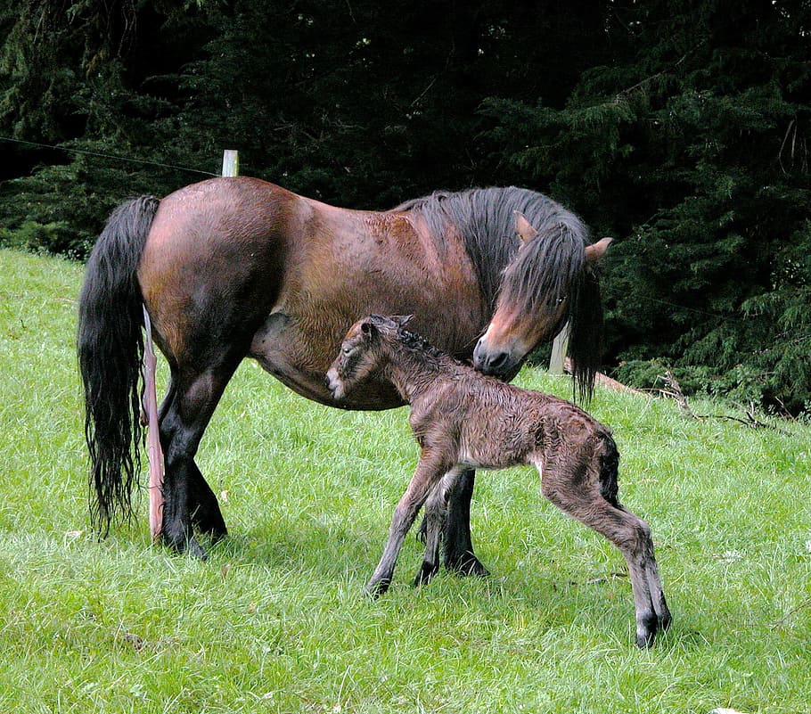 coklat, kuda, kuda poni, bidang, anak kuda dartmoor, anak kuda, baru lahir, kuda betina, kelahiran, ibu yang penuh kasih