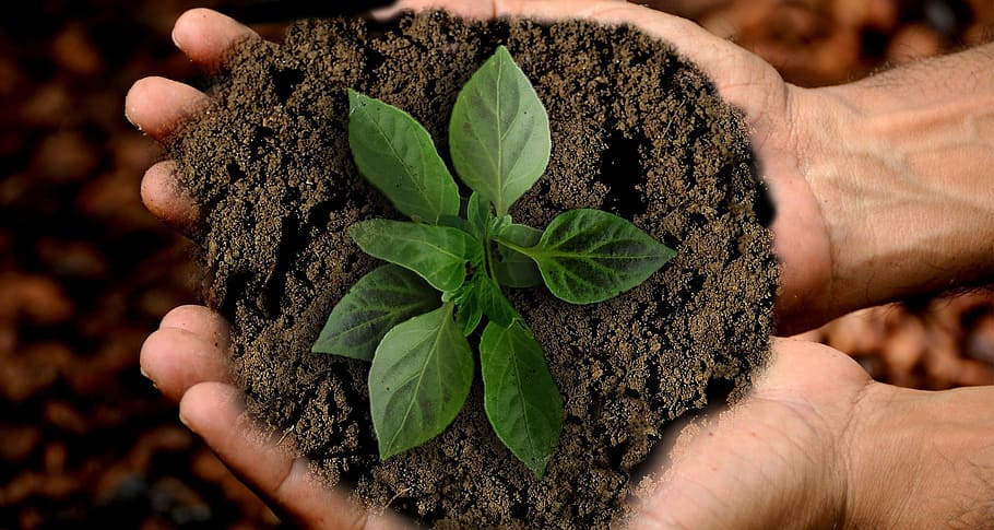 verde, plantar, pessoa, mão, terra, descendente, folha, sustentabilidade, natureza, folhas