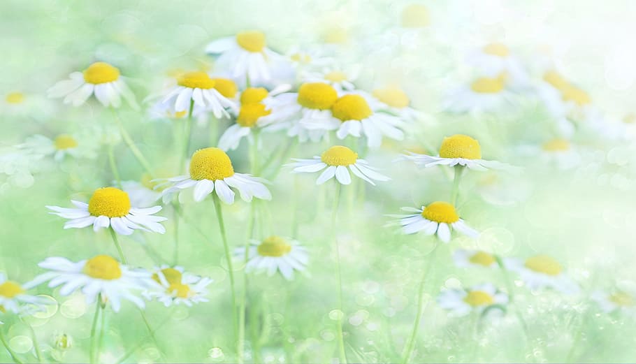 white, yellow, flowers, grass field, nature, flower, plant, summer, background, floral