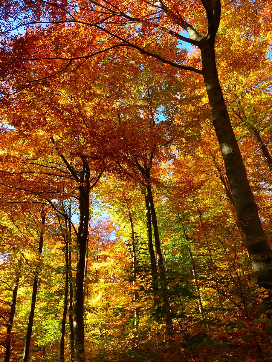 pohon maple, siang hari, hutan, hutan musim gugur, warna-warni, pohon, daun, musim gugur, alam, warna kuning