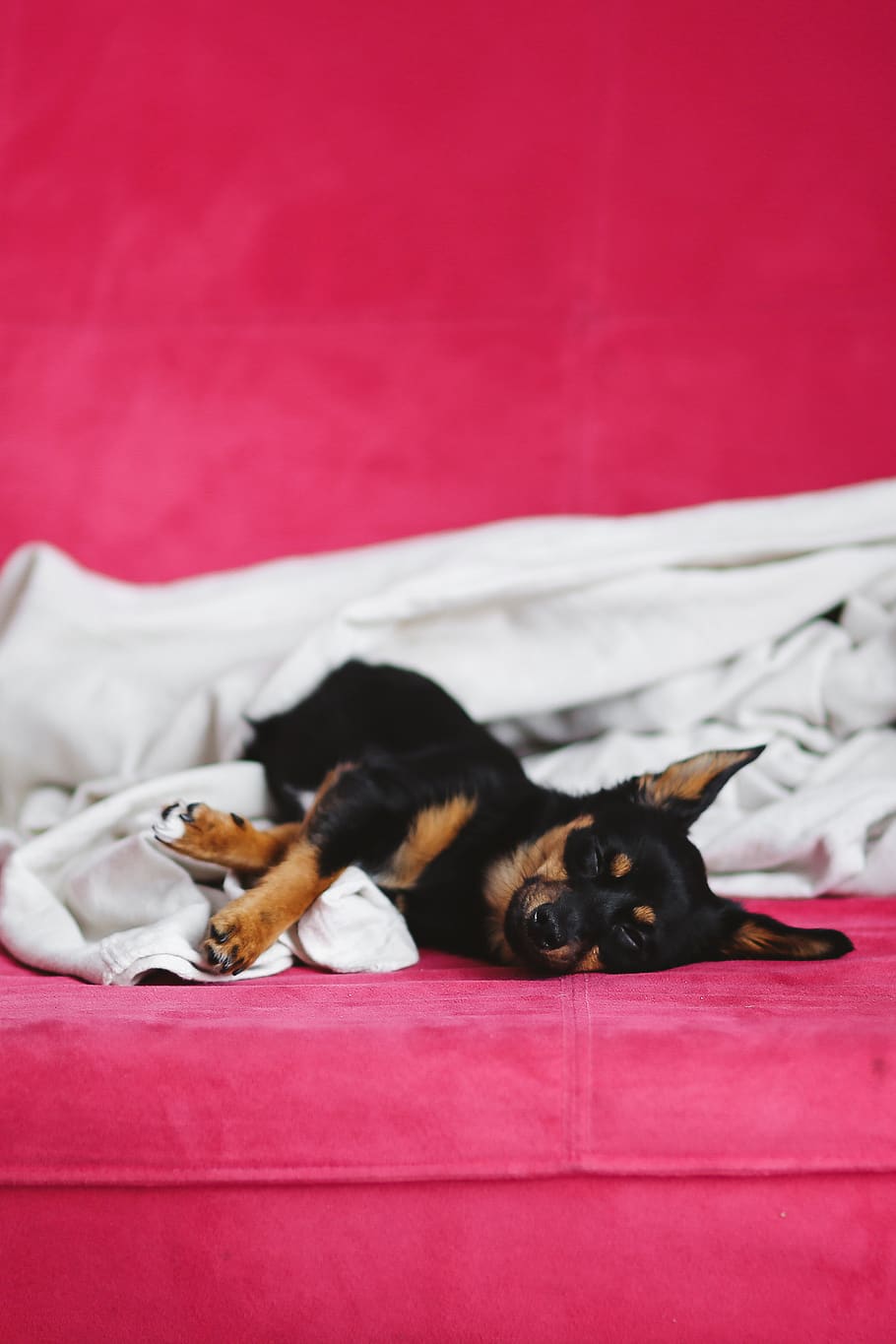 dog, pet, animal, cute, puppy, sleep, sleeping, adorable, small dog, pink bed