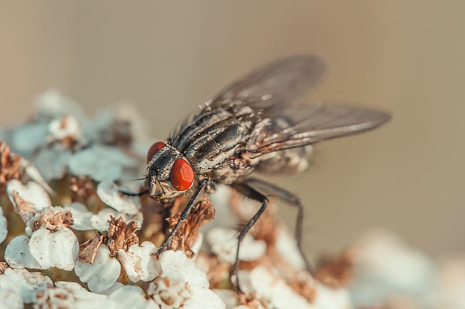 fly, insect, compound eyes, macro, nature, close up, animal, flying, insect macro, flight insect
