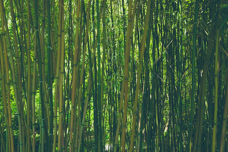 pohon berdaun hijau, bambu, hutan, alam, hijau, tanaman, asia, jepang, taman, pertumbuhan