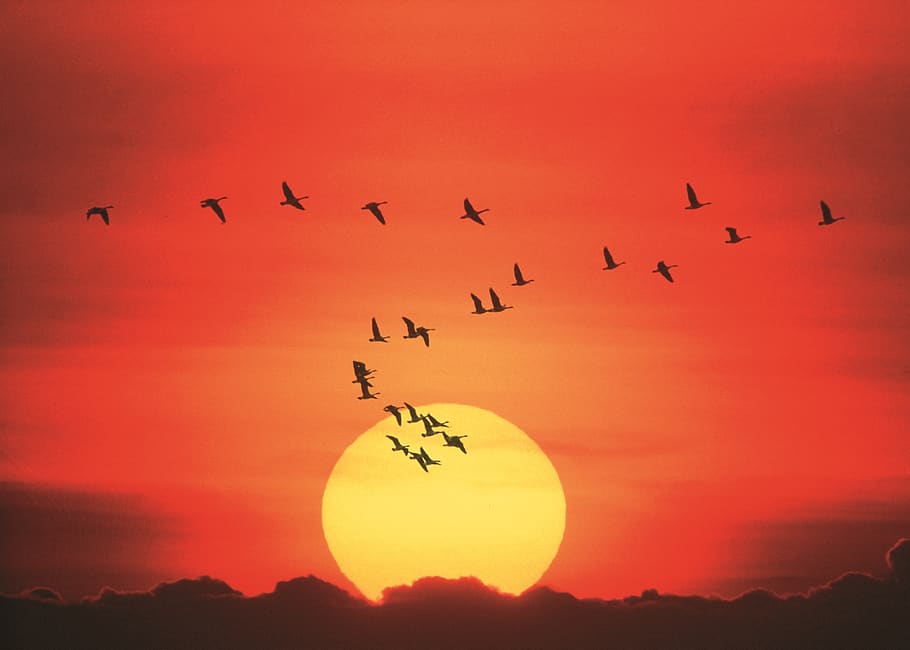 canada geese, flying, formation, flight, sunset, orange sky, waterfowl, flock, migration, fly