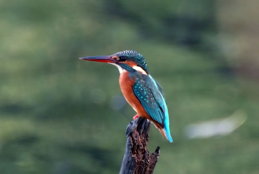 common kingfisher, wild, bird, wildlife, local, small, kingfisher, common, nature, natural