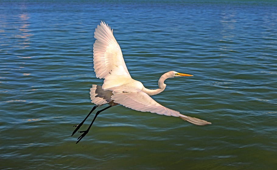 white seagull, flying, bird, great egret, nature, wild, waterfowl, water, sunny, animal