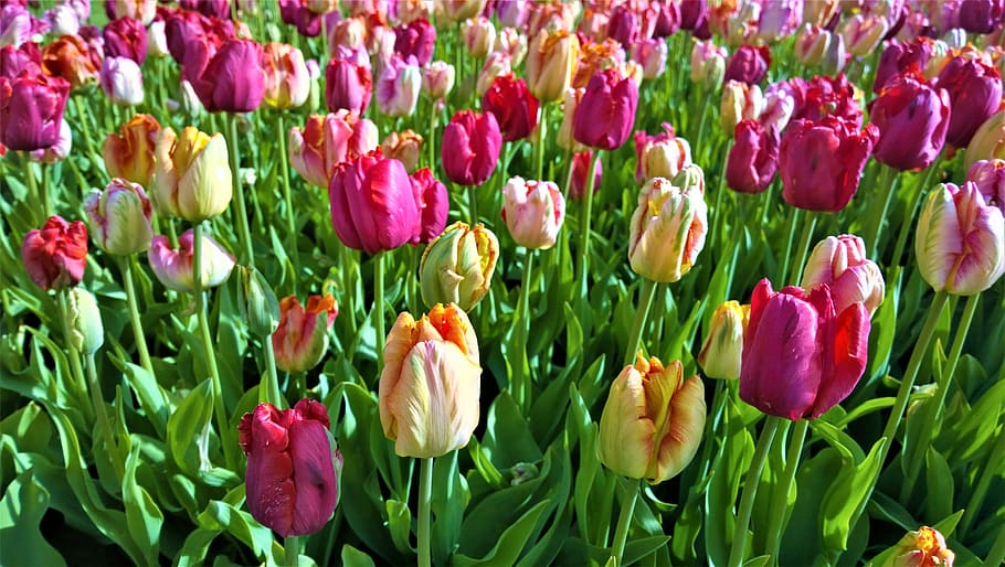 Tulipanes, flores, tulipán, primavera, jardín, rosa, naranja, plantación, colorido, amarillo